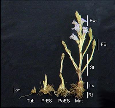 Metabolic Investigation of Phelipanche aegyptiaca Reveals Significant Changes during Developmental Stages and in Its Different Organs